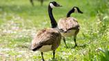 2 callers claimed immigrants were taking geese from a Springfield park; ODNR found no evidence