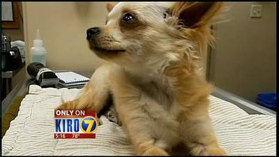 VIDEO: Dog survives after being thrown out window