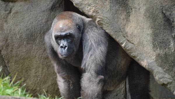 Cincinnati Zoo’s oldest mammal, Samantha the gorilla, dies at 50