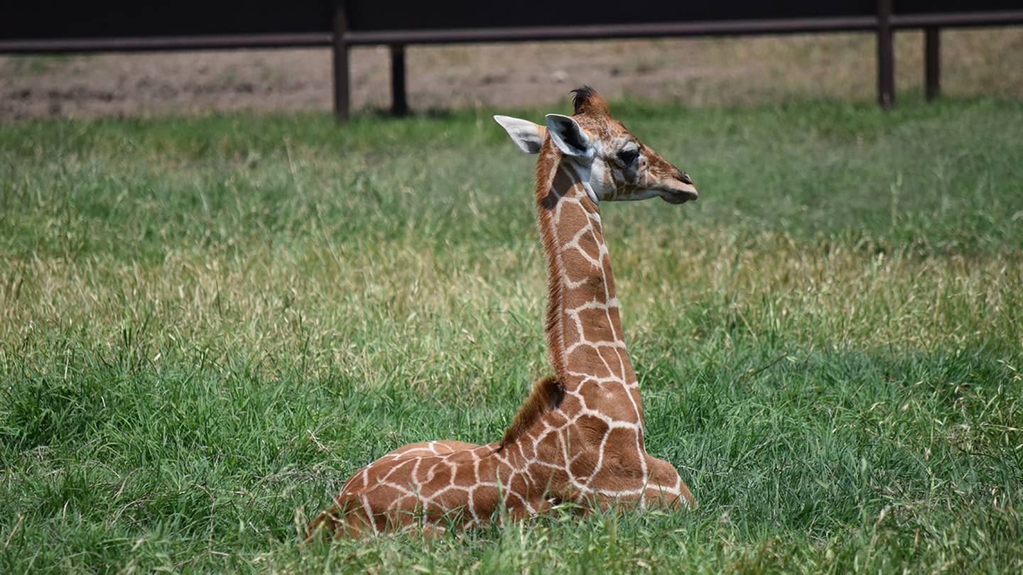 baby giraffe sitting