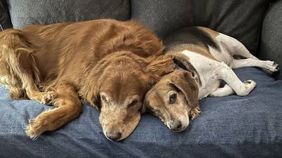 PHOTOS: Viewers share their photos on National Love Your Pet Day