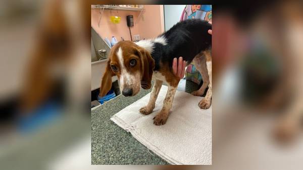 Preble County woman accused of dumping puppy in freezing temps facing formal criminal charges