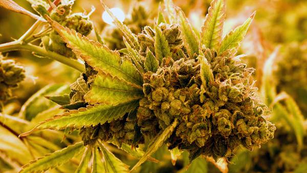 Adult-use marijuana sales will begin next week across Ohio