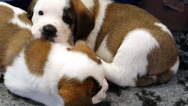 Photos: Celebrate National Puppy Day with these cute photos