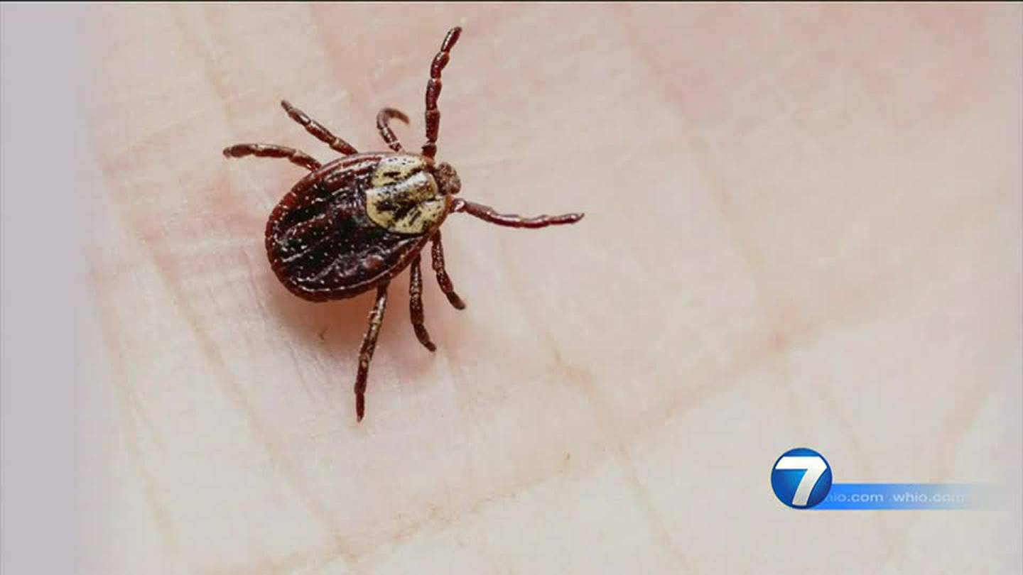 Tick populations on the rise; How to protect yourself