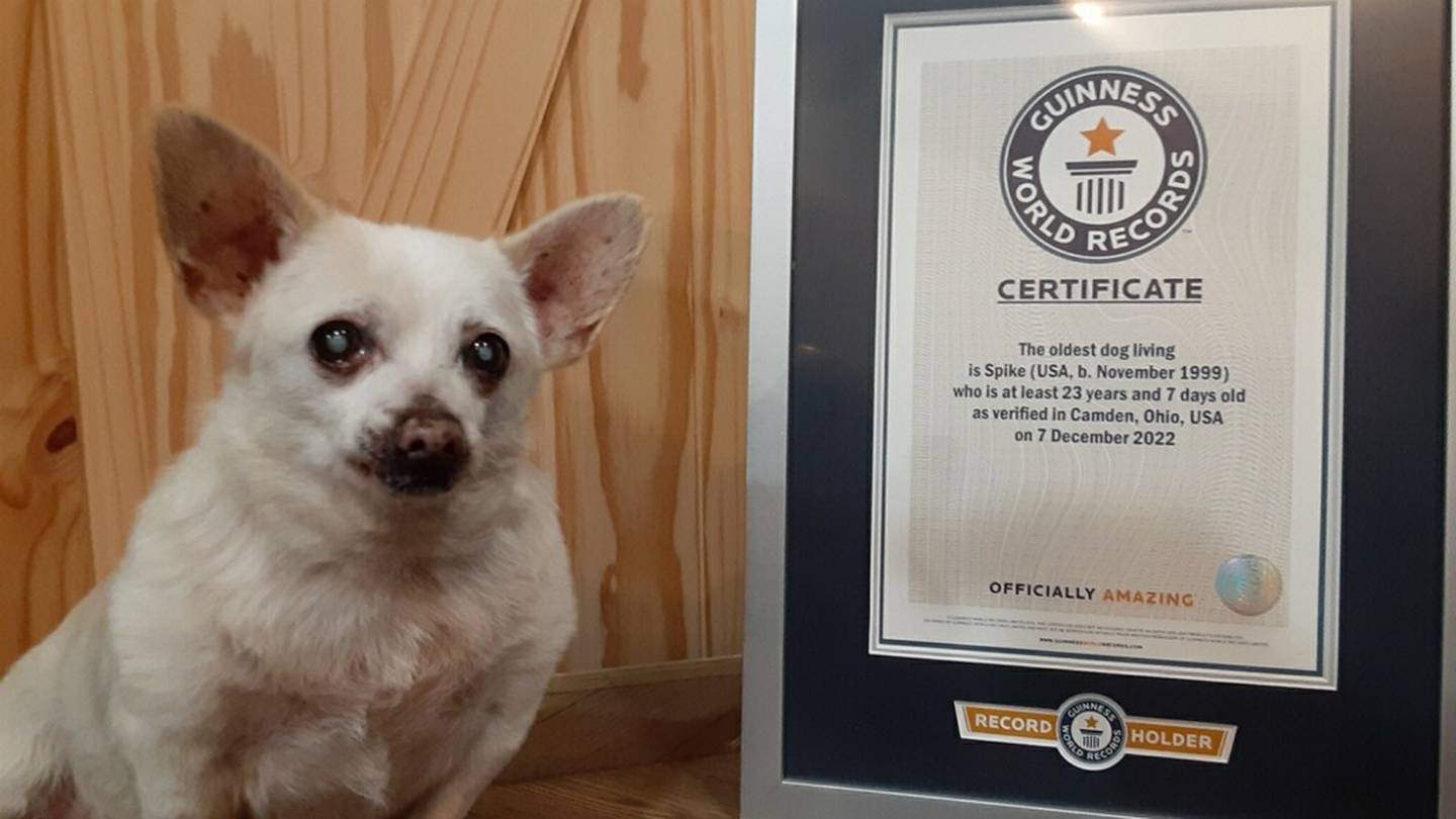 Preble County-Hund „Spike“ behauptet Guinness-Rekord für den ältesten Hund der Welt – WHIO TV 7 und WHIO Radio