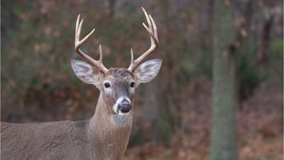 Officers warn drivers to be careful during deer mating season