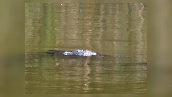 Was an alligator found at a Greene County park? City releases its findings 