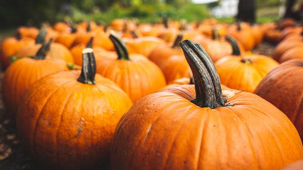 Berryhill Farm to host annual Pumpkin Festival this weekend