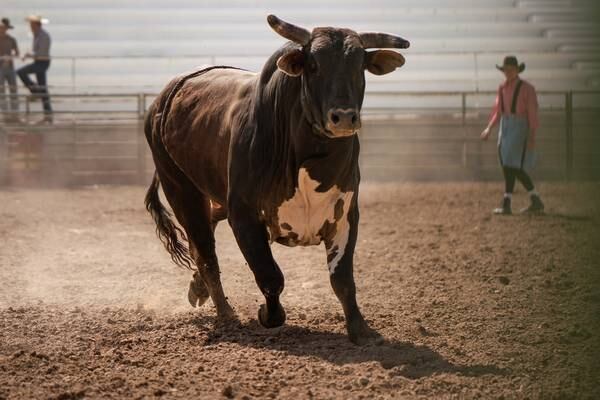 North Carolina officials warn ‘extremely aggressive’ rodeo bull is on the loose