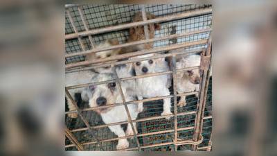 PHOTOS: 80 dogs, other animals rescued from Ohio home 
