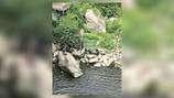 Child rescued after falling 15 feet onto rocks in Ohio 