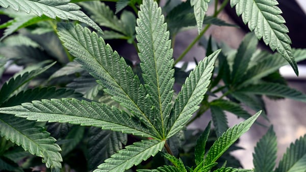 Ohio Senate bill would permit medical marijuana shops to sell legal, recreational pot