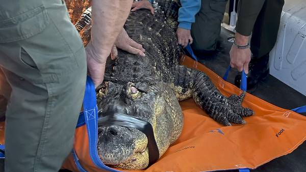 Albert the alligator's owner sues New York state agency in effort to be reunited with seized pet