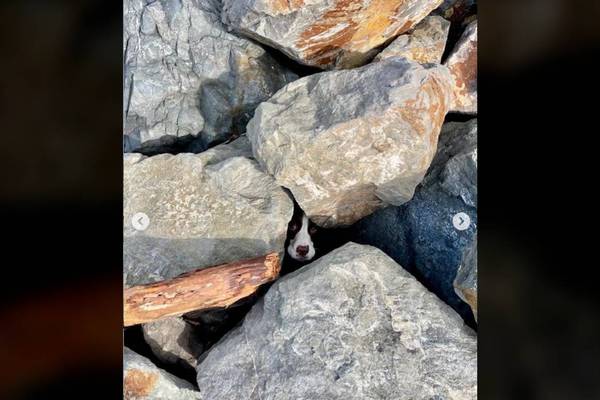 Life-saving run: Jogger hears muffled bark, finds dog buried in rocks