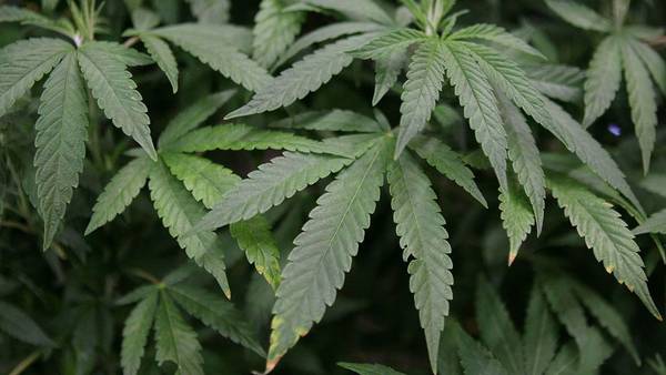 Springfield dispensary prepares for start of marijuana sales in Ohio 