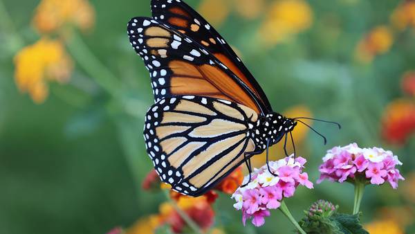 Monarchs march through the Miami Valley during migration to Mexico