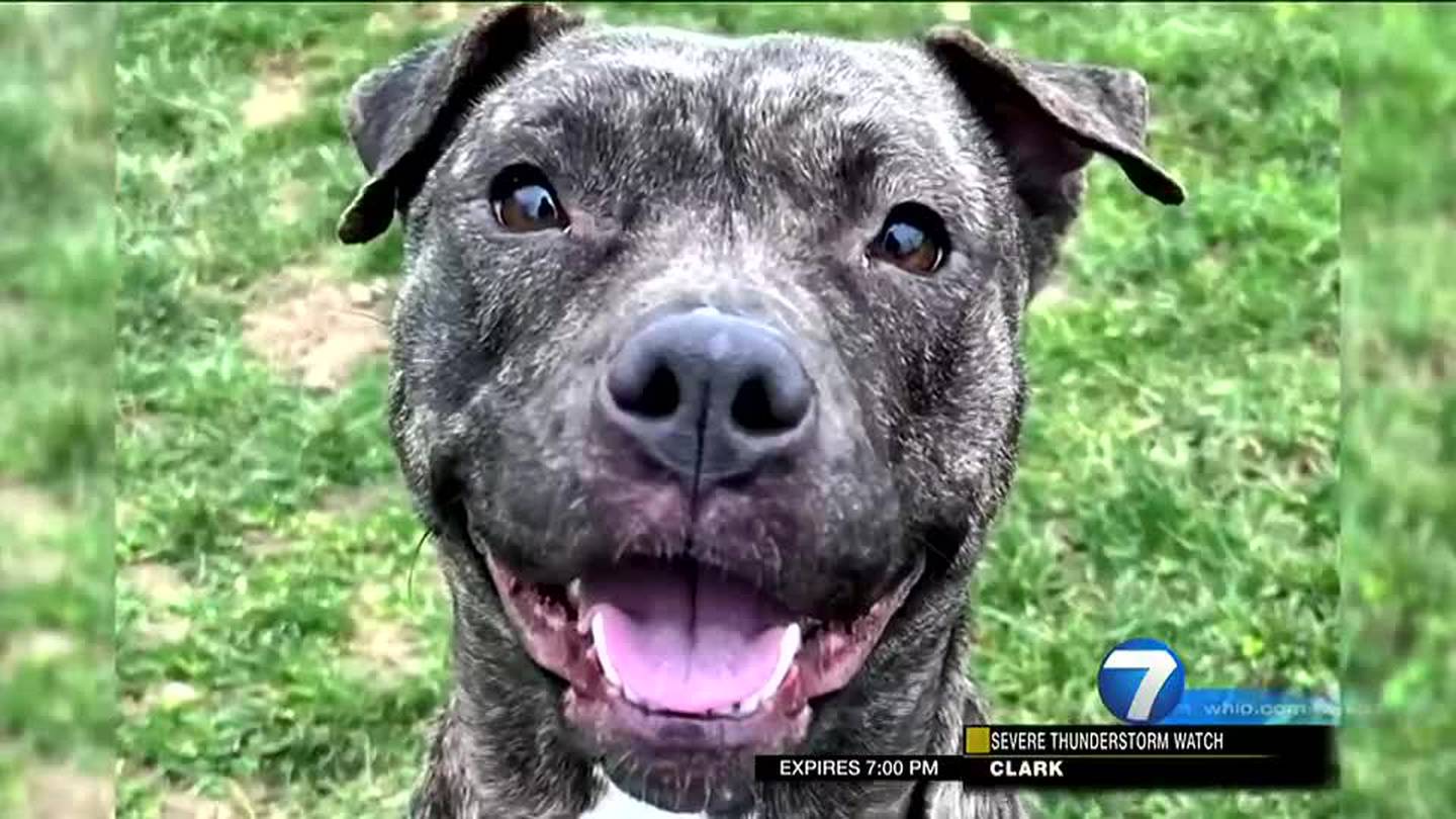 Greene Co. Animal Control asking for help finding home for dog who survived  gunshot to the head – WHIO TV 7 and WHIO Radio