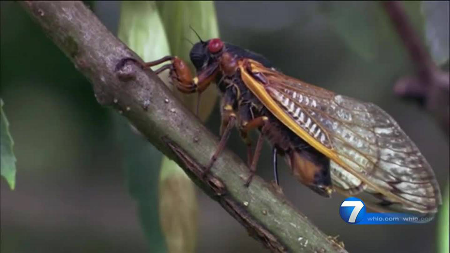 Cicada watch Billions could emerge as temperatures keep climbing