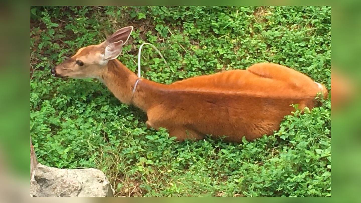 Woman Seeks Help For Deer With Zip Tie Around Neck In Cincinnati Whio Tv 7 And Whio Radio