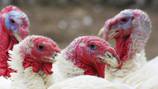 Highly contagious strain of bird flu detected in Darke Co. 