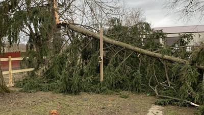 PHOTOS: Damage, downed trees reported after January severe storms