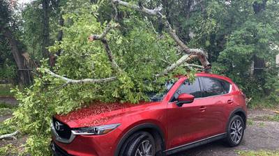 ‘A lot safer;’ Tree cutting company prepares for windy weather this week