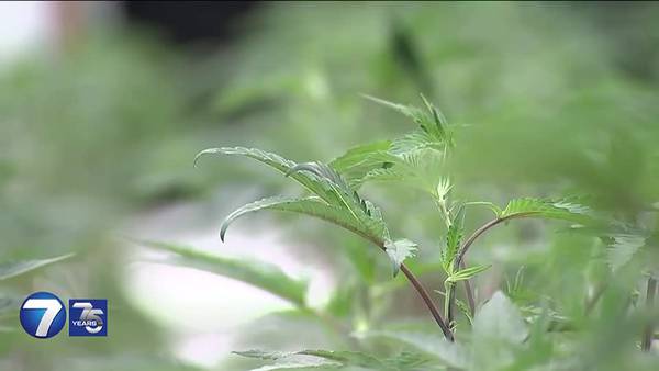 Miami Valley dispensary part of select few approved to grow recreational pot
