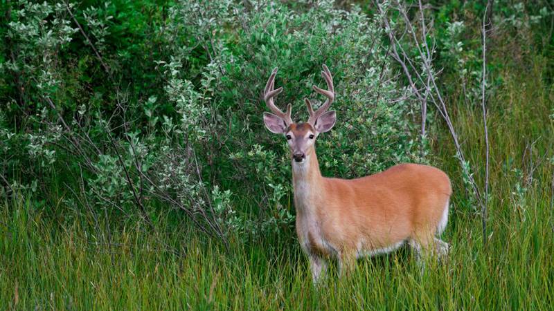 One whitetail buck got stuck in a rut when he crashed into a lingerie store.