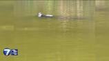 ‘There were scales;’ Teen reports possible alligator sighting at Greene County park