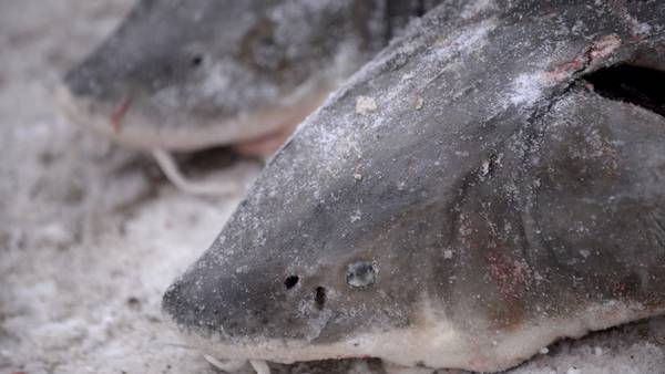 Prehistoric lake sturgeon is not endangered, US says despite calls from conservationists