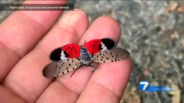 Invasive spotted lanternfly continuing to take over parts of Ohio