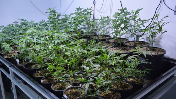 Is Ohio ready for recreational marijuana?