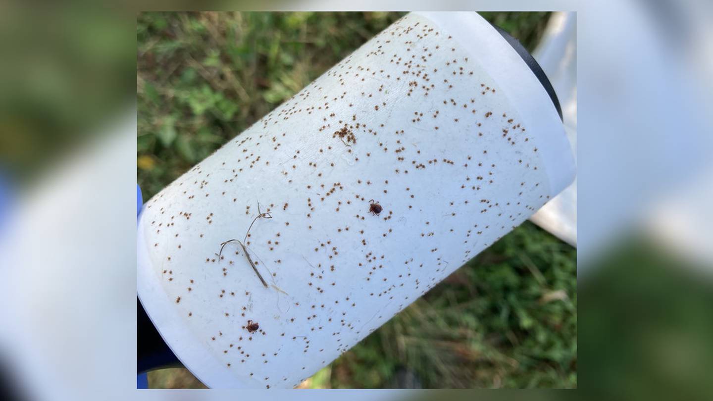 ‘There is no getting rid of them;’ Invasive tick species spreading across Ohio