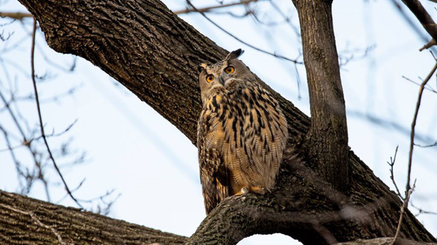 Flaco, the escaped Central Park Zoo owl, dies