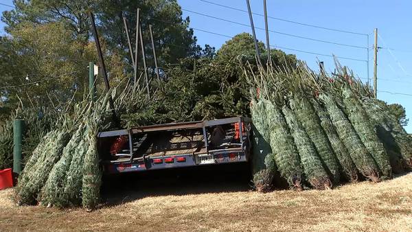 ‘No one wants to have their holiday ruined,’ AAA shares Christmas tree safety tips 