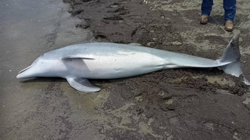 Dolphin found shot to death on beach with bullets lodged in its brain ...