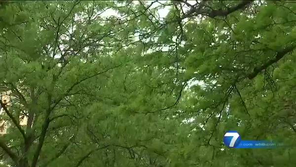COVID-19 or allergies? Local doctor talks symptoms amid high pollen count