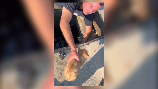 Ohio firefighters save kitten from storm drain using leaf blower