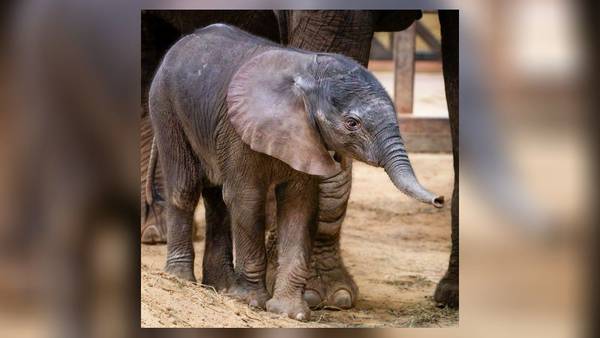 Ohio zoo announces birth of baby African elephant