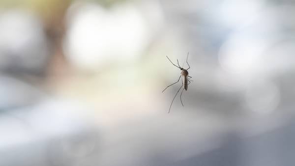 Mosquitos test positive for West Nile Virus in Clark County  