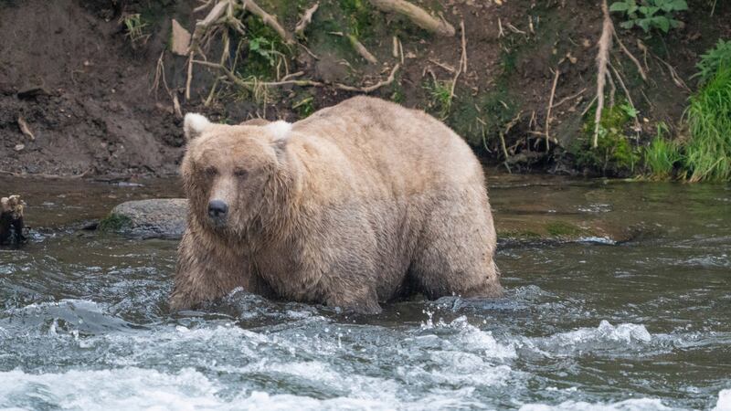 The chunkiest of chunks face off in Alaska's Fat Bear Week