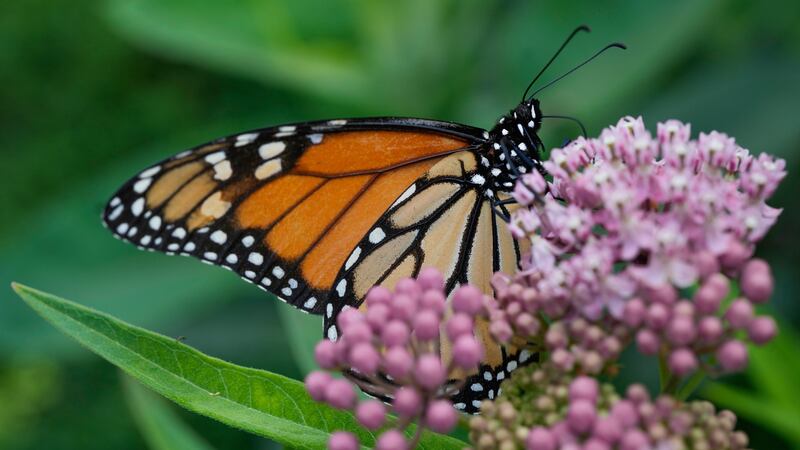 Trump administration delays decision on federal protections for monarch butterflies