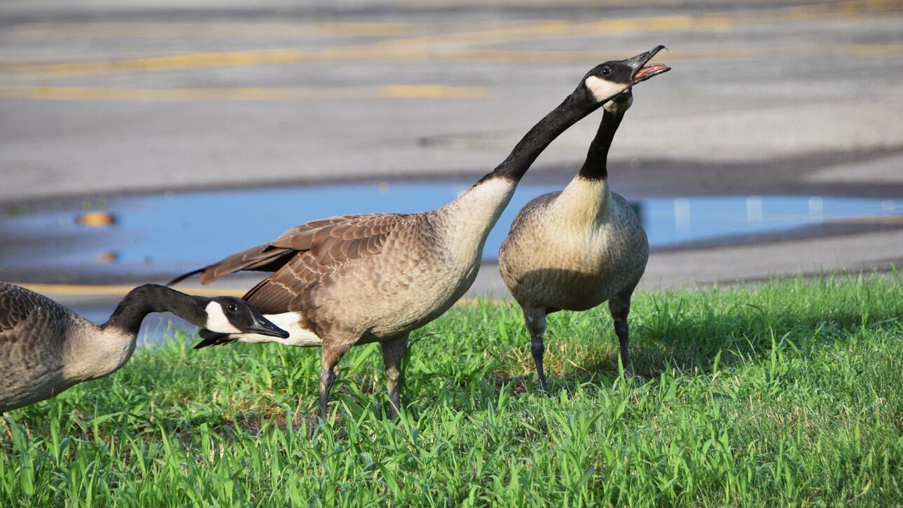 FILE PHOTO: A New Jersey man pleaded guilty in court after being accused of running over a flock of geese in a parking lot.