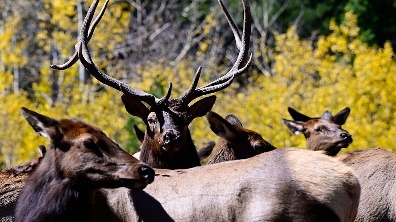 File photo. A video of elk crossing a Montana highway has received rave reviews