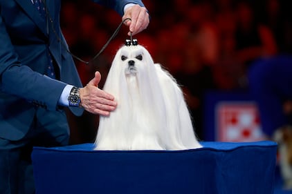 National Dog Show