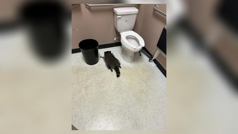 ‘Highly intoxicated’ raccoon found passed out in liquor store bathroom