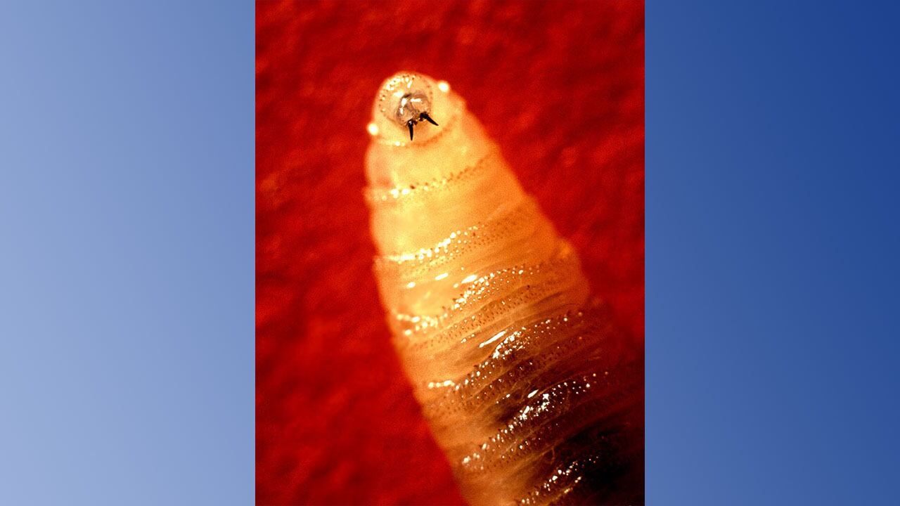 Tusk-like mandibles protruding from the screwworm larva's mouth