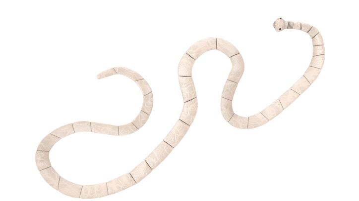 Parasitic tapeworm larvae was found in the man’s brain following weeks of worsening migraines, according to a report published last week in the American Journal of Case Reports.