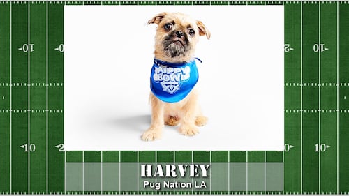 Puppy Bowl starting line up